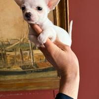 Cuccioli di Chihuahua (maschietto)