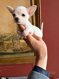 Cuccioli di Chihuahua (maschietto)