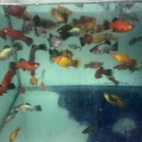 Pesci tropicali poecilidi