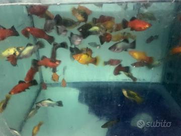 Pesci tropicali poecilidi