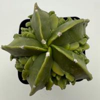 Astrophytum Myriostigma fukuryu karina keel pot 8