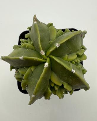 Astrophytum Myriostigma fukuryu karina keel pot 8