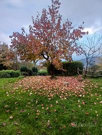 Borgo S Lorenzo - CASALE MQ 90 TERRENO MQ 4000