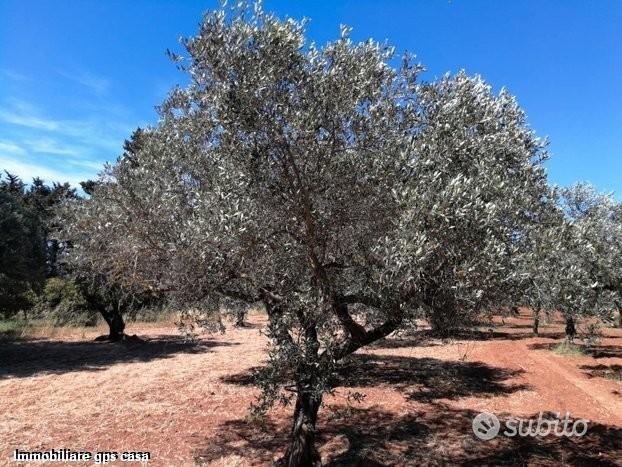 Castelvetrano Terr. Agricolo Contr. Seggio/Latomie