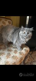 Gattina persiana normotipo
