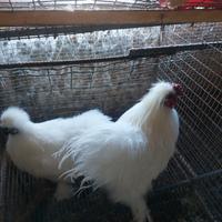 Coppia adulta moroseta bianca