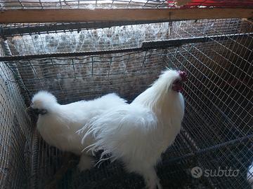 Coppia adulta moroseta bianca