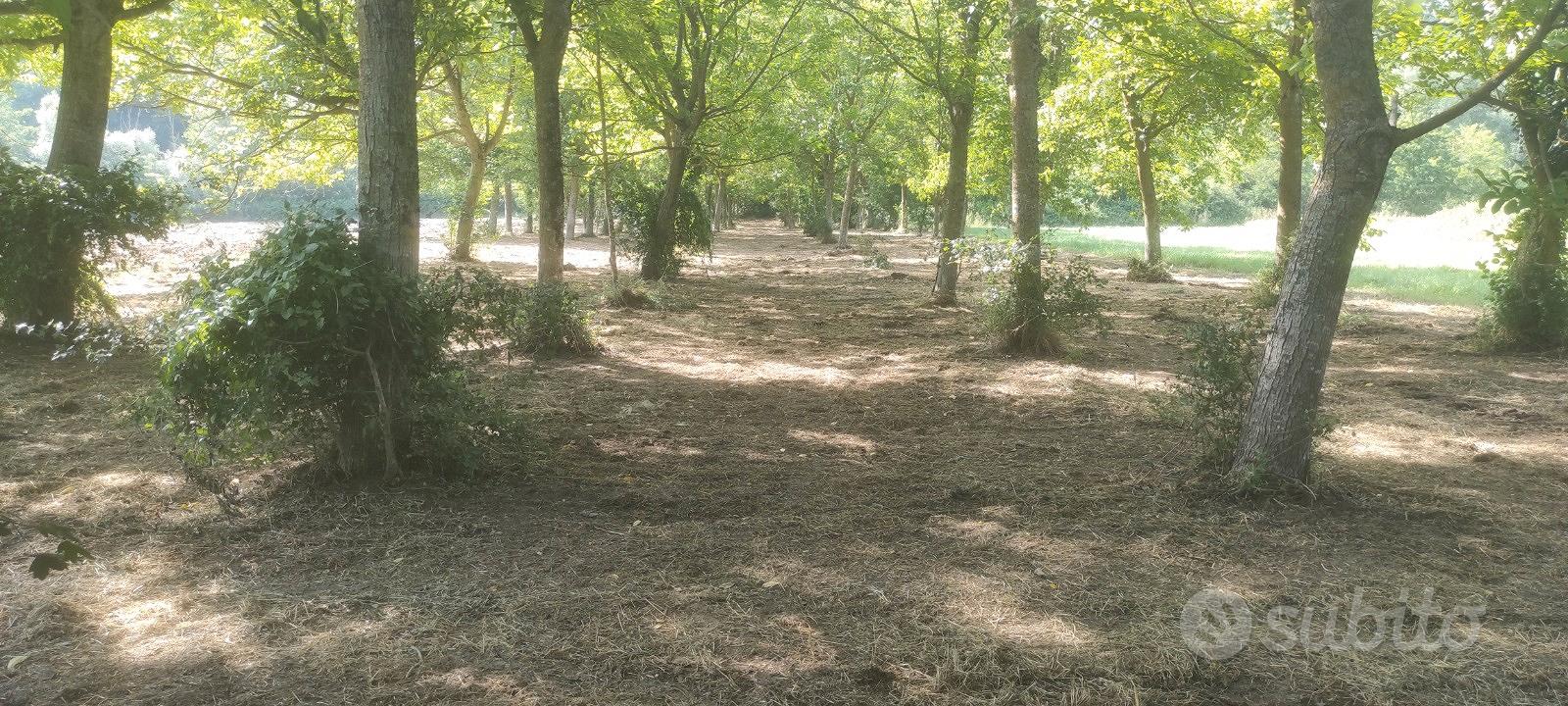 Terreno agricolo pianeggiante - Vista 4