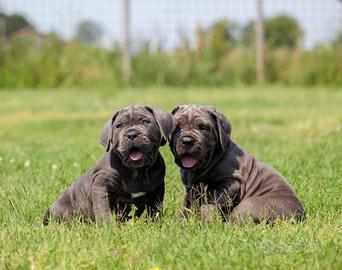 Cuccioli CANE CORSO XXL