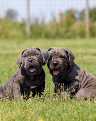 Cuccioli CANE CORSO XXL