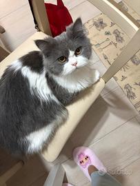 Gatto persiano