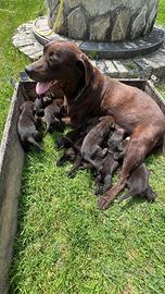 Cuccioli labrador