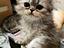 Immagine 4