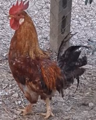 trio galline 