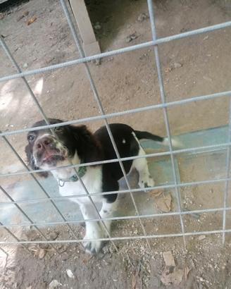 Cucciola da tartufo e caccia