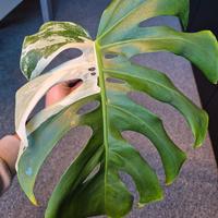 Monstera Deliciosa Variegata 