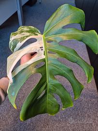 Monstera Deliciosa Variegata 