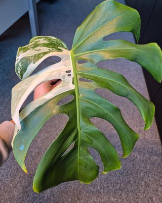 Monstera Deliciosa Variegata 