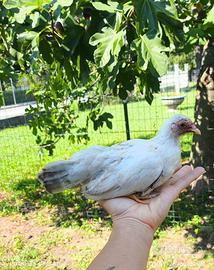 Gallina Serama