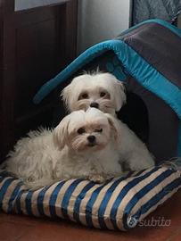 Cuccioli Maltese Taglia Molto Molto Piccola Toy