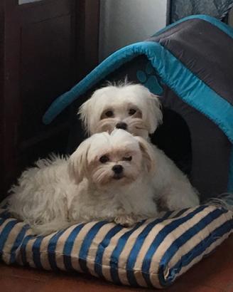 Cuccioli Maltese Taglia Molto Molto Piccola Toy