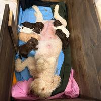 Cuccioli lagotto romagnolo