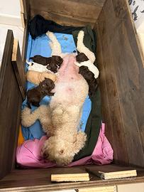 Cuccioli lagotto romagnolo