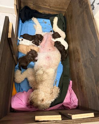 Cuccioli lagotto romagnolo