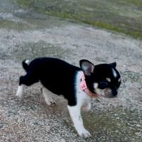 Cucciola chihuahua