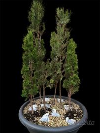 Boschetto cipressi bonsai