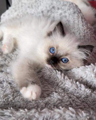 Ragdoll cucciola