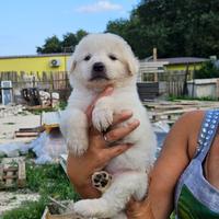 Cuccioli di pastore maremmano abruzzese