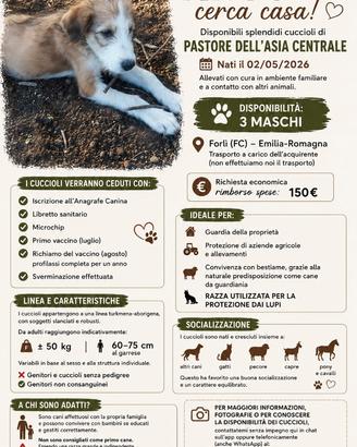 Artù: Cucciolo Pastore Asia Centrale