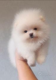 Pomerania Spitz Toy nano