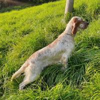 Setter inglese femmina