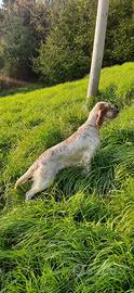 Setter inglese femmina