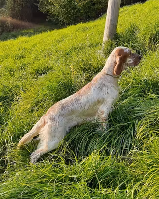Setter inglese femmina