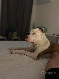 Cane pronto per stare in casa