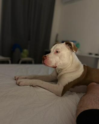 Cane pronto per stare in casa