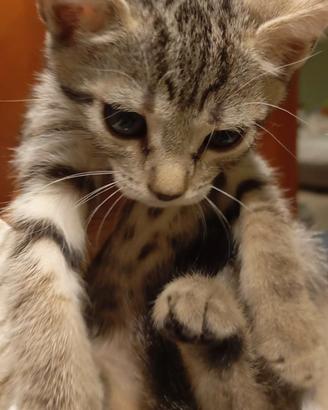 Gattini incroci siamese persiano
