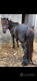 Pony Shetland super domato