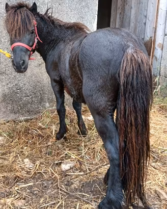 Pony Shetland super domato