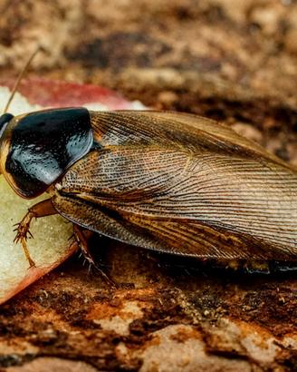 Pycnoscelus surinamensis, blatta da pasto