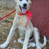 Pino, 5 mesi mix maremmano