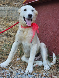 Pino, 5 mesi mix maremmano