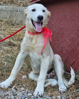 Pino, 5 mesi mix maremmano