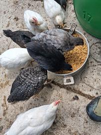 Galline pulcinotti