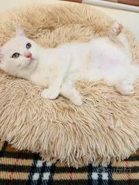 Scottish Straight ?Scottish Fold