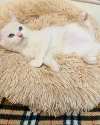 Scottish Straight ?Scottish Fold