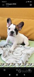 Cucciolo bulldog francese 90 gg